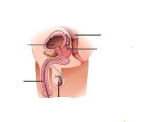 Povećano željezo prostate